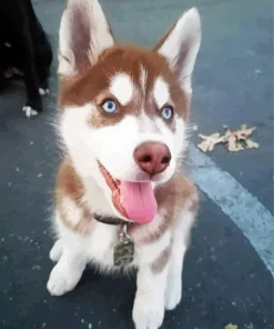 Blue Eyed Brown Husky Dog Diamond Painting