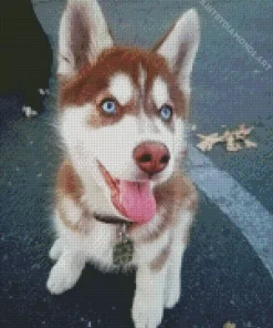 Blue Eyed Brown Husky Dog Diamond Painting