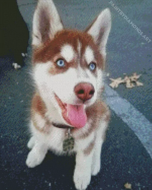 Blue Eyed Brown Husky Dog Diamond Painting