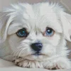 Blue Eyed Maltipoo Diamond Painting