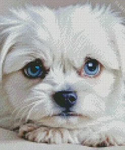 Blue Eyed Maltipoo Diamond Painting