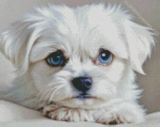 Blue Eyed Maltipoo Diamond Painting