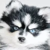 Blue Eyed Pomsky Diamond Painting