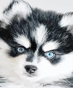 Blue Eyed Pomsky Diamond Painting