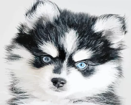 Blue Eyed Pomsky Diamond Painting