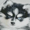 Blue Eyed Pomsky Diamond Painting