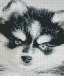 Blue Eyed Pomsky Diamond Painting