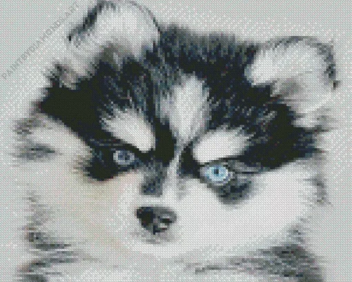 Blue Eyed Pomsky Diamond Painting