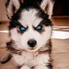 Blue Eyed Pomsky Dog Diamond Painting