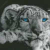 Blue Eyed Snow Leopard Diamond Painting