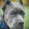 Blue Eyed Staffordshire Bull Terrier Diamond Painting