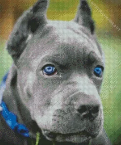 Blue Eyed Staffordshire Bull Terrier Diamond Painting