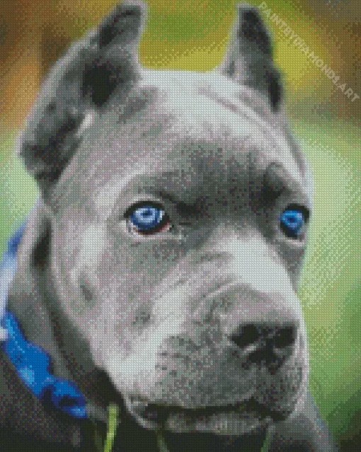 Blue Eyed Staffordshire Bull Terrier Diamond Painting