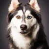 Blue Eyes Husky Diamond Painting