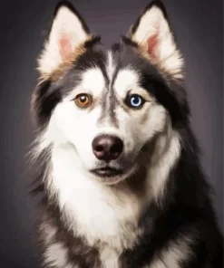 Blue Eyes Husky Diamond Painting