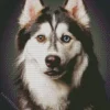 Blue Eyes Husky Diamond Painting