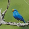 Blue Finch Bird On Branch Diamond Painting