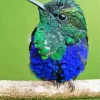 Blue Green Hummingbird Diamond Painting