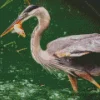 Blue Heron Eating Diamond Painting