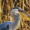 Blue Heron Eating Fish Diamond Painting