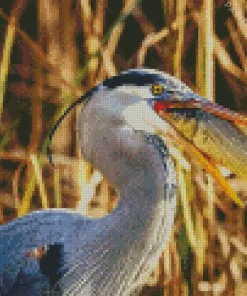 Blue Heron Eating Fish Diamond Painting