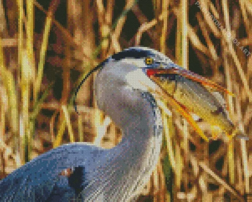 Blue Heron Eating Fish Diamond Painting