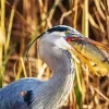 Blue Heron Eating Fish Diamond Painting