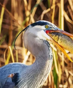 Blue Heron Eating Fish Diamond Painting