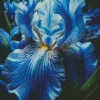 Blue Iris Diamond Painting