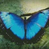 Blue Morpho Butterfly Diamond Painting