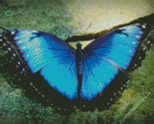 Blue Morpho Butterfly Diamond Painting