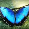 Blue Morpho Butterfly Diamond Painting