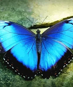 Blue Morpho Butterfly Diamond Painting