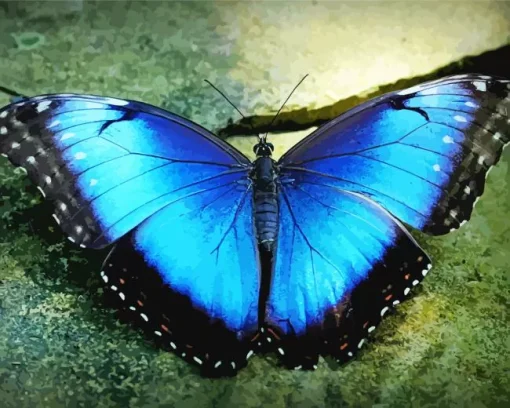 Blue Morpho Butterfly Diamond Painting