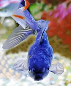 Blue Oranda Fish Diamond Painting