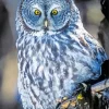 Blue Owl In The Philippines Diamond Painting