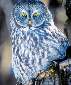 Blue Owl In The Philippines Diamond Painting