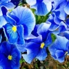 Blue Pansy Flowers Diamond Painting