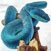 Blue Pit Viper Diamond Painting