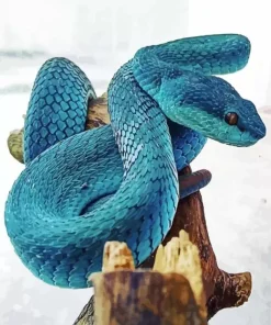 Blue Pit Viper Diamond Painting