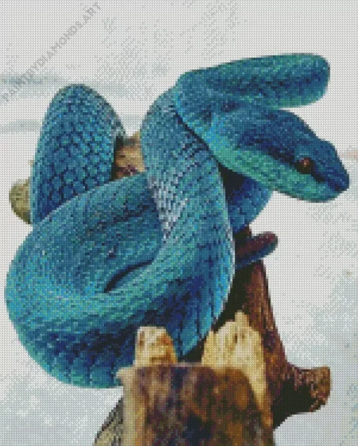 Blue Pit Viper Diamond Painting