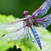 Blue Purple Dragonfly Diamond Painting