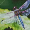 Blue Purple Dragonfly Diamond Painting