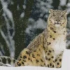 Snow Leopard Diamond Painting