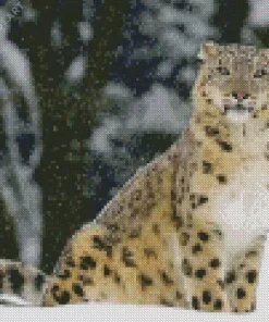 Snow Leopard Diamond Painting