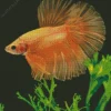 Yellow Betta Fish Diamond Painting