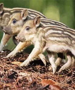 Boar Babies Diamond Painting