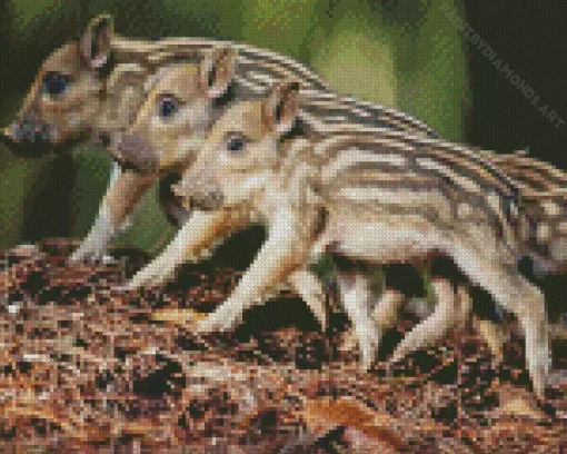 Boar Babies Diamond Painting