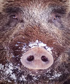 Boar Face Diamond Painting