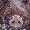 Boar Face Diamond Painting